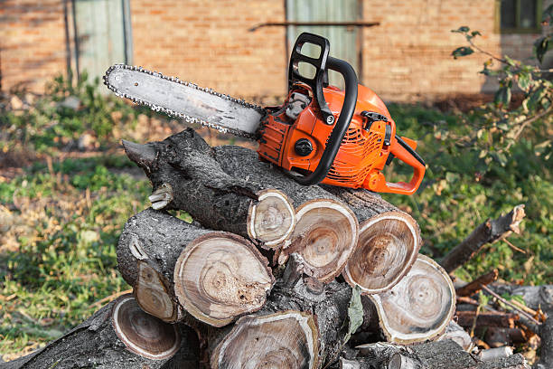 Best Commercial Tree Services  in Moose Lake, MN